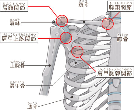 肩関節 Illustration of the shoulder joint