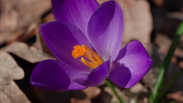 A spring crocus saffron bloom. Purple and lilac petals stand out vividly against a backdrop of dry, last year's leaves on the ground. A detailed close-up shot in the bright sunlight.
