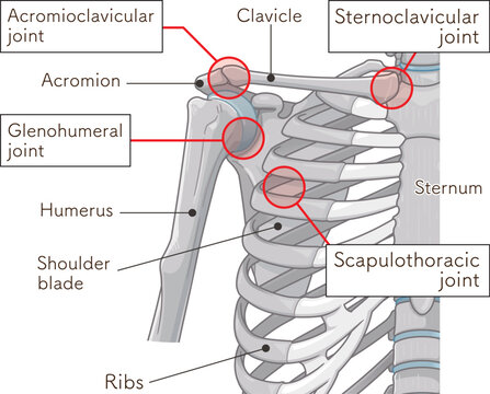 肩関節 Illustration of the shoulder joint