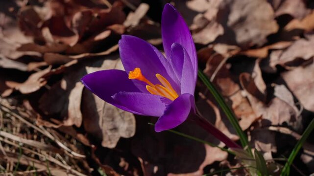 A spring crocus saffron bloom. Purple and lilac petals stand out vividly against a backdrop of dry, last year's leaves on the ground. A detailed close-up shot in the bright sunlight.
