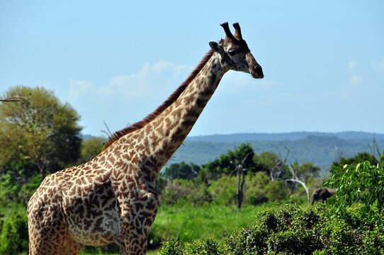 Mikumi-Nationalpark-Giraffen