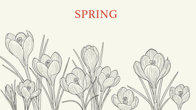 Artistic sketch of crocus flowers growing in a garden with the word spring written in red letters on a light cream colored background paper.