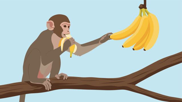 Clever brown monkey sitting on a tree branch and reaching for a bunch of yellow bananas hanging from the tree above.