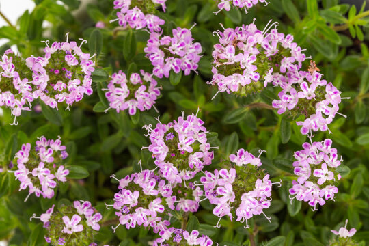 Small pink thymus flowers grow in clusters on green plants during daytime in a garden setting near a sunny area