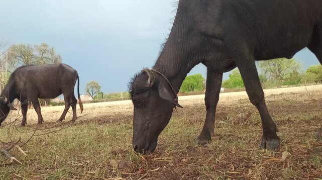 Low angle shot of Indian buffaloes grazing on dry grass in a rural field under a dramatic cloudy sky