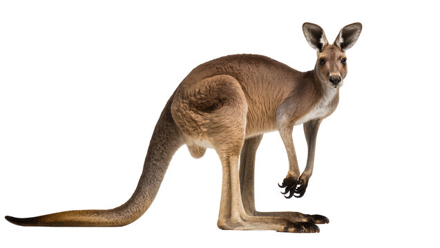 Brown kangaroo standing with long tail and forepaws raised