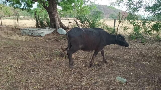 A group of Indian buffaloes grazing in a harvested dry field with lush green trees and a dramatic cloudy sky background.