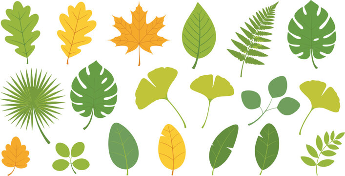 Set of Botanical Leaves Vector Illustrations Including Tropical, Fern, and Autumn Leaves for Nature, Garden, and Eco-Friendly Designs