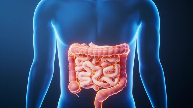 Visualizing human internal anatomy with advanced 3d animation, focusing on digestive health. This compelling 3d video supports comprehensive care, education, and medical understanding