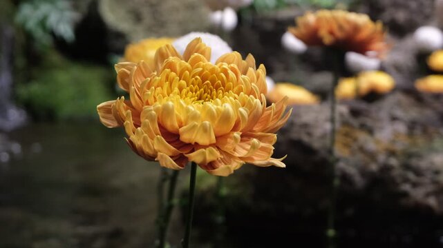 Yellow chrysanthemum flower swaying gently with blurred waterfall in background, silent handheld footage