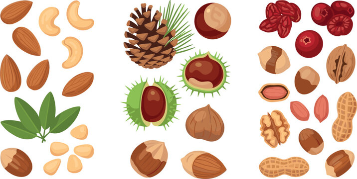 Collection of Mixed Nuts, Seeds, and Pinecones with Natural Elements Vector Illustration for Healthy Snacks, Food, and Organic Designs