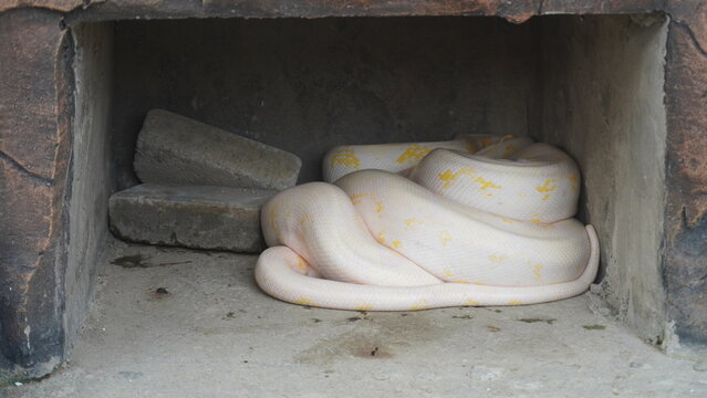 Large albino python coiled inside concrete enclosure. Pale yellow and white body highlights rare coloration, resting posture beside leaning blocks in controlled habitat.