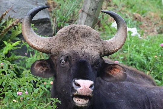 Indian gaur (Bos gaurus) close-up portrait in natural habitat, Nilgiri hills, India 