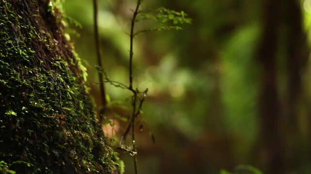 Cinematic pan up of mossy tree trunk and small green sapling in dense temperate rainforest with soft bokeh.