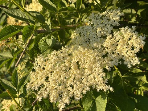 Fiori di Sambuco