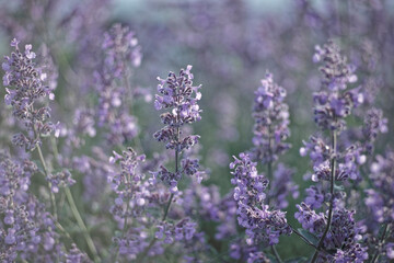 Fototapeta premium Beautiful blooming catmint flowers in a summer garden