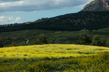 Fototapeta premium A field of yellow flowers under mountainous landscape