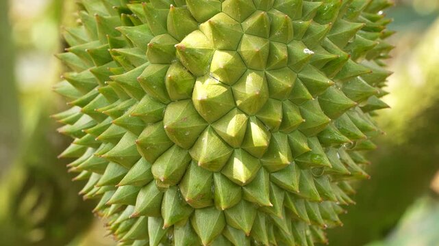 Stunning macro detail of a small, unripe durian. The image showcases the vibrant green, spiky rind pattern illuminated by natural light.