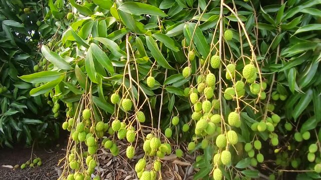Video of green litchi in India.