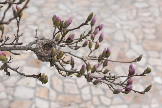 Empty Bird Nest on Magnolia Branch with Spring Blossoms and Copy Space