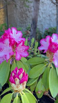 Orbital shot of vibrant pink rhododendrons