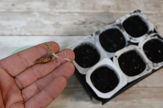 Hand holding sprouted tiger nut tuber ready for planting