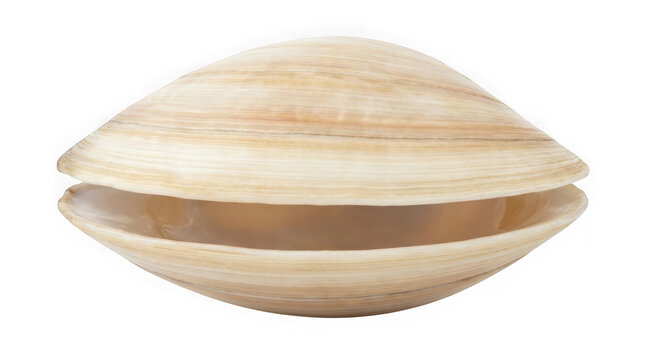 Large beige clam shell isolated on transparent background with brown stripes