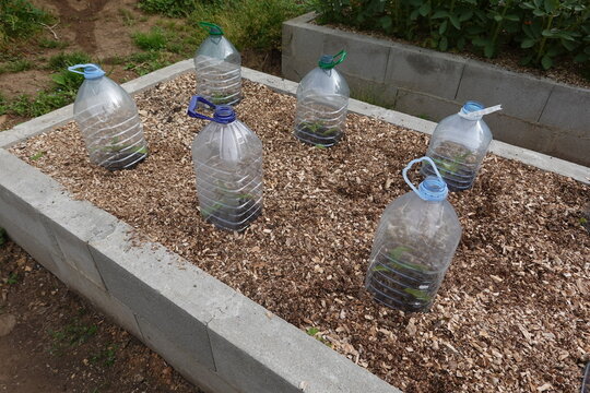 Recycling plastic bottles protecting plants in a raised bed