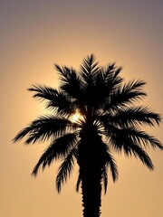 Fototapeta premium Palm tree silhouette against a warm summer sun sets, outdoors, palm