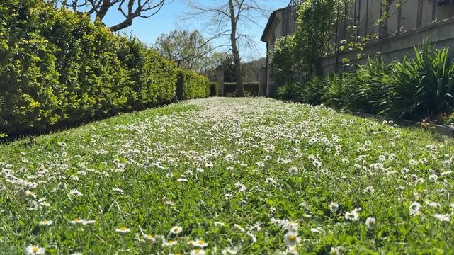 Margherite in un prato durante la primavera