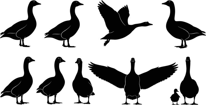 Collection of goose silhouettes featuring farm birds standing flying and swimming geese icons for nature poultry farming and wild animal designs