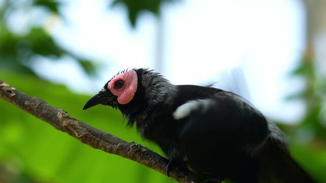 Close up shot of a Coleto (Sarcops calvus) perches on a tree branch, ruffling its feathers, preening itself with its beak, and scratching the body with its foot.
