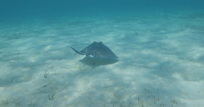 Underwater shot of a stingray gliding across sandy ocean floor in clear shallow tropical water