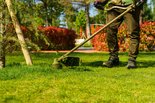 Gardener trimming lawn with grass trimmer near hedge in sunny backyard