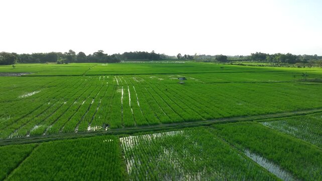 Aerial view gliding over lush rice paddies and irrigation channels in rural Indonesia