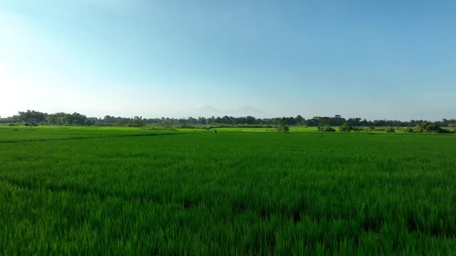 Lush green rice fields stretch toward distant volcanos under clear morning sky