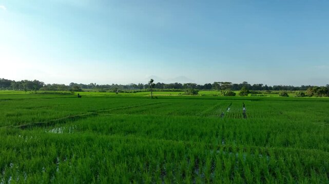 Lush green rice paddies stretch under clear skies with volcano peaks on the horizon