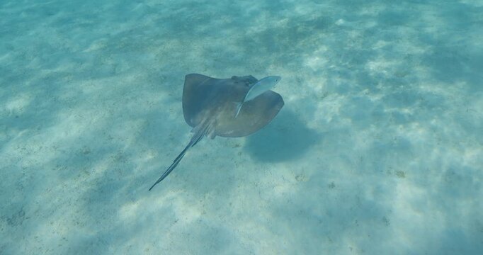 Underwater view of a stingray gliding over sandy seabed in shallow clear tropical ocean water