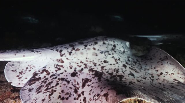 Divers shine a lantern deep underwater. Night diving in the Red sea near Egypt. Stingray, Underwater landscape, rocky pinnacles, canyons, walls and caves. Beautiful marine life ready for exploration.