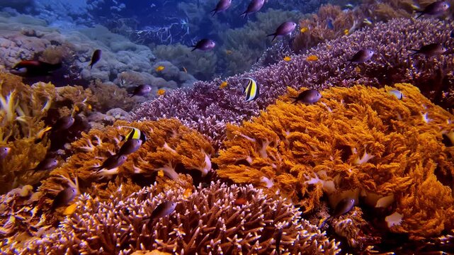 Richly colored coral reef scene bursting with schools of tropical fish including moorish idols, damsels, and wrasses weaving through dense orange-gold soft coral formations. Indonesia, Terumbu Karang.