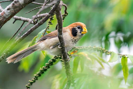 A Spot-breasted Parrotbill on a twig in Thailand, Asia.