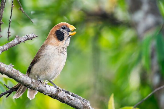 A cute Spot-breasted Parrotbill on a branch in Thailand, Asia.