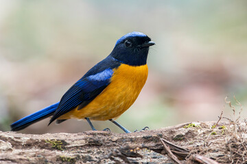 Fototapeta premium A Rufous-bellied Niltava on a dead branch in Thailand, Asia.