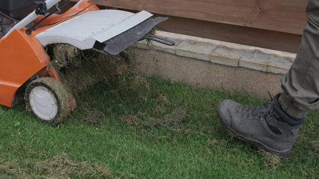 A man uses a professional gasoline scarifier to remove moss and thatch from a green lawn in a private house backyard.