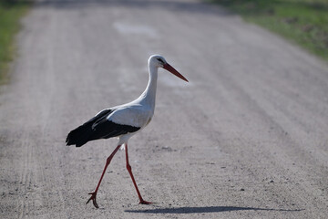 Bocian biały (Ciconia ciconia) idący polną drogą w słoneczny dzień, na piaszczystej drodze, widok z boku, polska wieś © Joanna