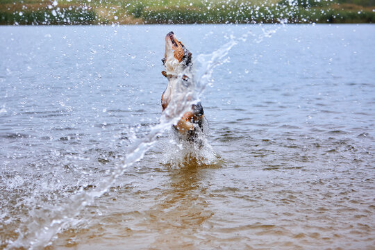 Aussie dog jumping out of lake water with huge splashes. Dynamic action pet photography, summer vacation, energetic Australian Shepherd playing in water. High speed shutter, frozen droplets