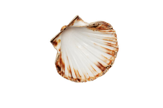 Close‑up of an open scallop seashell on a white background, showing smooth inner surface and brown‑orange edges typical of Pecten maximus found along European coasts