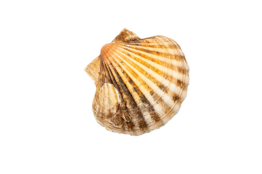 Close‑up of a single scallop seashell on a white background, showing fan‑shaped ridges and natural brown‑orange coloration typical of Pecten maximus found along European coasts