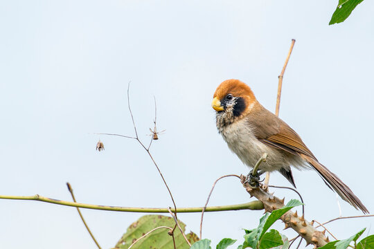 A Spot-breasted Parrotbill on a spiny twig in Thailand, Asia.
