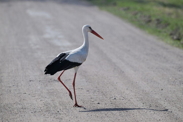 Bocian biały (Ciconia ciconia) idący polną drogą w słoneczny dzień, na piaszczystej drodze, widok z boku, polska wieś © Joanna